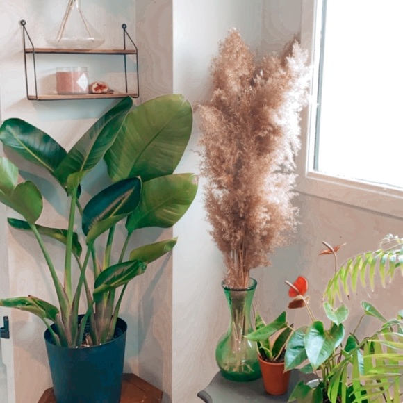 8 Piece Bundles-Dried Natural Pampas Grass - Picture 2 of 8